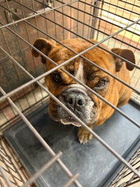 a bulldog in a cage looking at the camera