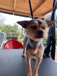 person, an adoptable yorkshire terrier in austin, tx