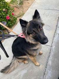 a black and tan dog sitting on a leash