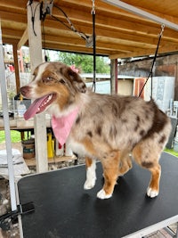 a dog standing on a table with a pink bandana