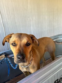 a brown dog sitting in a metal tub