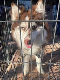 a white and brown husky dog standing in a cage