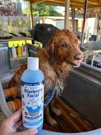 a person holding a bottle of blueberry facial for a dog