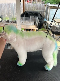 a white poodle being groomed by a person