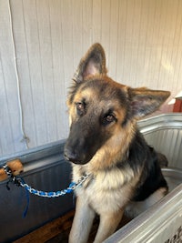 a german shepherd dog sitting in a metal tub