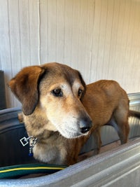 a brown dog sitting in a tub