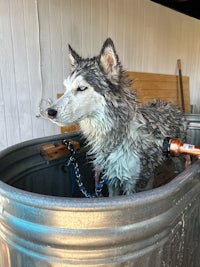 a husky dog is sitting in a tub of water