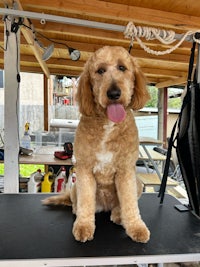 a dog sitting on top of a table in a garage