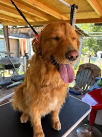 a golden retriever sitting on top of a table