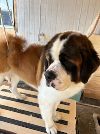 a st bernard dog standing on a wooden platform