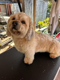 a small brown dog sitting on top of a black mat