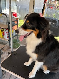 a black and white dog sitting on a table