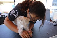 a woman petting a white dog