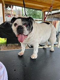 a black and white bulldog standing on a black mat