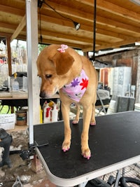 a dog standing on a table with a bandana on it