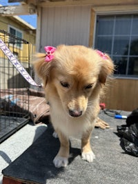 a small brown dog with pink bows on its head