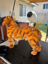 a dog dressed up as a tiger on top of a table