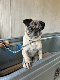 a pug dog sitting in a metal tub